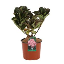 hydrangea macrophylla sanguinea ortensia 1