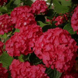 hydrangea macrophylla sanguinea ortensia 2