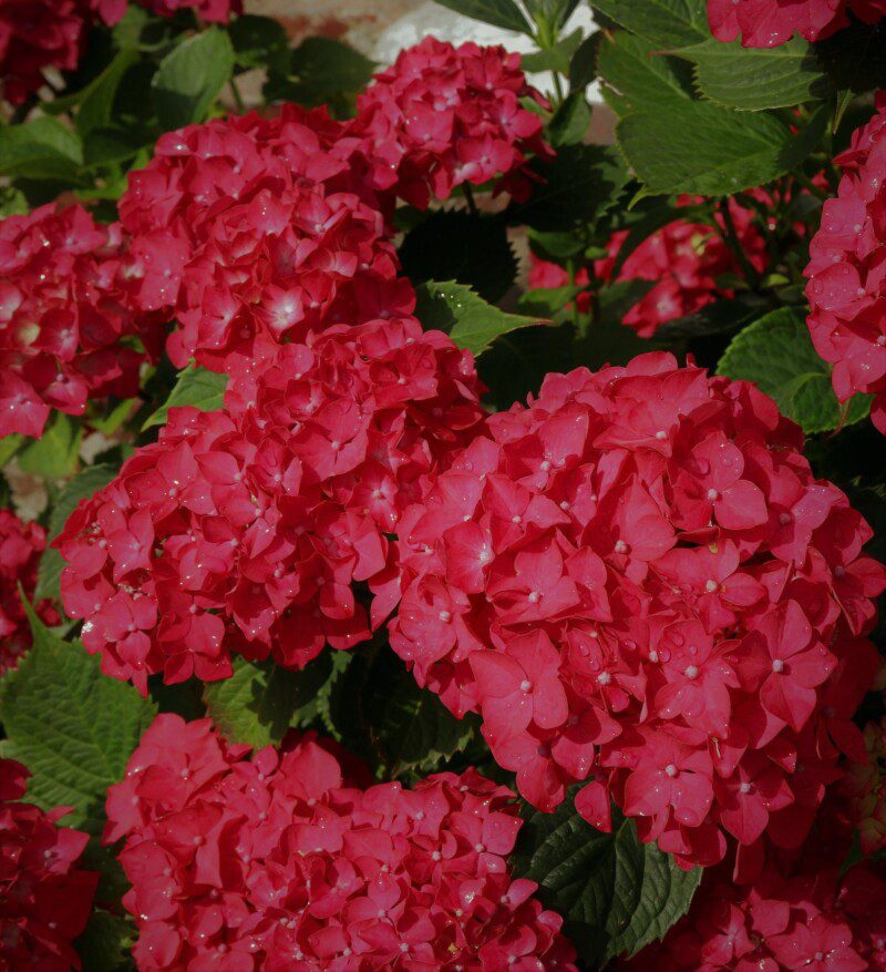 hydrangea macrophylla sanguinea ortensia 2 hydrangea macrophylla sanguinea ortensia 2