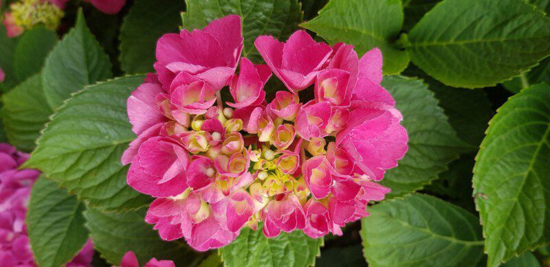 hydrangea macrophylla selma ortensia hydrangea macrophylla selma ortensia