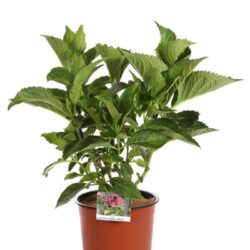 hydrangea macrophylla sibilla ortensia 1