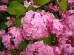 hydrangea macrophylla sibilla ortensia 2