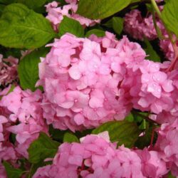 hydrangea macrophylla sibilla ortensia 2