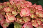 hydrangea macrophylla so long sunny ortensia 2