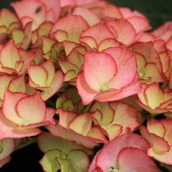 hydrangea macrophylla so long sunny ortensia 2