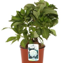 hydrangea macrophylla souer therese ortensia 1