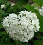 hydrangea macrophylla souer therese ortensia 2