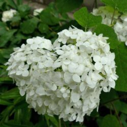 hydrangea macrophylla souer therese ortensia 2