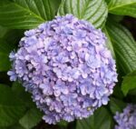 hydrangea macrophylla stellar blue ortensia 2