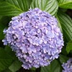 hydrangea macrophylla stellar blue ortensia 2