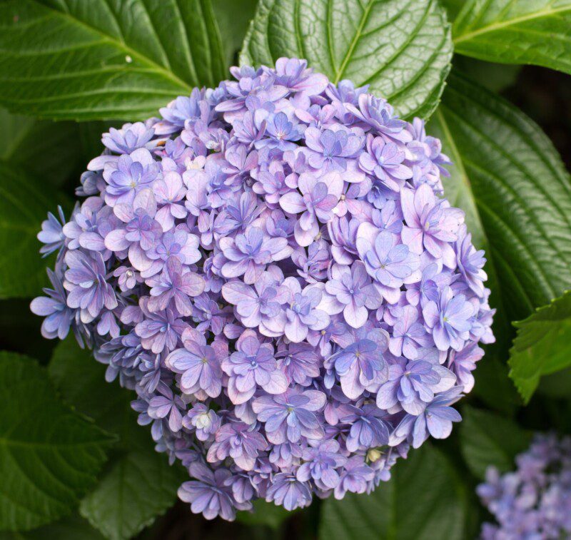 hydrangea macrophylla stellar blue ortensia 2 hydrangea macrophylla stellar blue ortensia 2