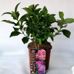 hydrangea macrophylla stellar pink ortensia 1