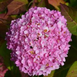 hydrangea macrophylla stellar pink ortensia 2
