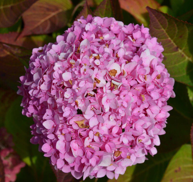 hydrangea macrophylla stellar pink ortensia 2 hydrangea macrophylla stellar pink ortensia 2