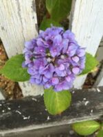 hydrangea macrophylla tricolor ortensia 4