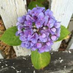 hydrangea macrophylla tricolor ortensia 4