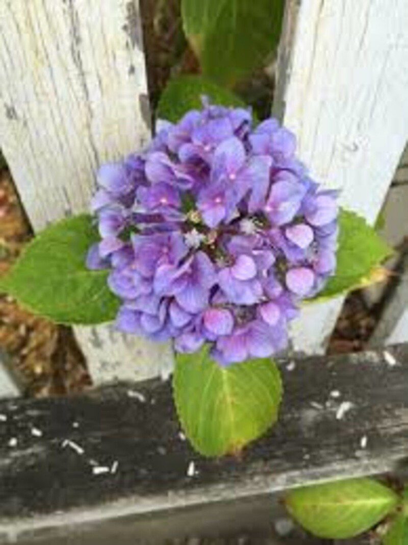 hydrangea macrophylla tricolor ortensia 4 hydrangea macrophylla tricolor ortensia 4