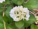 hydrangea macrophylla wudu ortensia 2