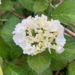 hydrangea macrophylla wudu ortensia 2