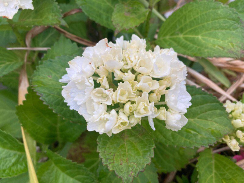 hydrangea macrophylla wudu ortensia 2 hydrangea macrophylla wudu ortensia 2