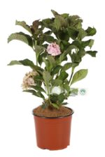 hydrangea macrophylla you e me forever ortensia 1