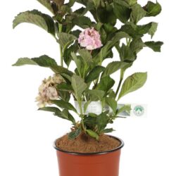 hydrangea macrophylla you e me forever ortensia 1