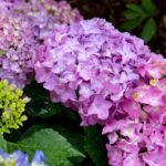 hydrangea macrophylla you e me forever ortensia 2