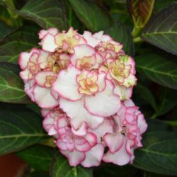 hydrangea macrophylla you e me miss saori ortensia 2