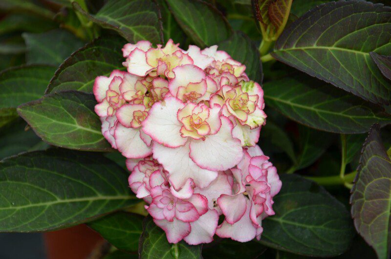 hydrangea macrophylla you e me miss saori ortensia 2 hydrangea macrophylla you e me miss saori ortensia 2