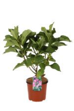hydrangea macrophylla zorro ortensia 1