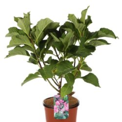 hydrangea macrophylla zorro ortensia 1
