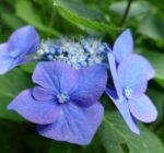 hydrangea macrophylla zorro ortensia 2