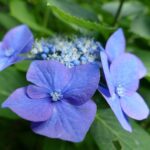 hydrangea macrophylla zorro ortensia 2
