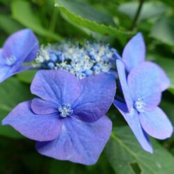 hydrangea macrophylla zorro ortensia 2