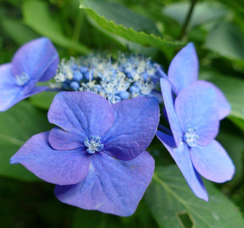 hydrangea macrophylla zorro ortensia 2 hydrangea macrophylla zorro ortensia 2
