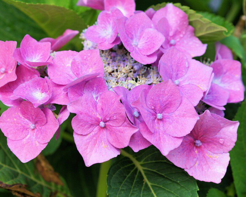hydrangea macrophylla zorro rose ortensia 2 hydrangea macrophylla zorro rose ortensia 2