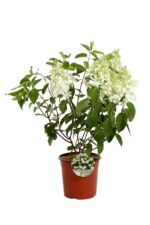 hydrangea paniculata baby lace ortensia 1
