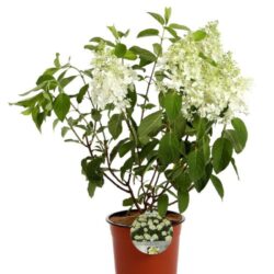 hydrangea paniculata baby lace ortensia 1