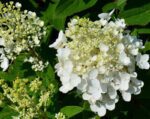 hydrangea paniculata baby lace ortensia 2