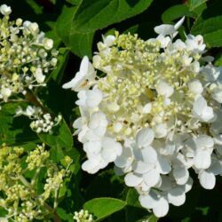 hydrangea paniculata baby lace ortensia 2