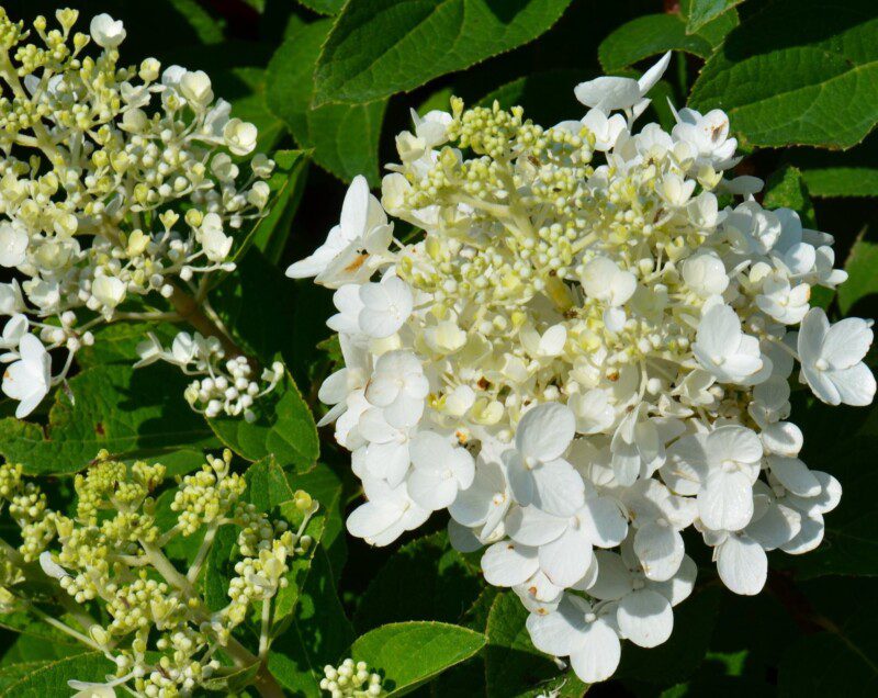 hydrangea paniculata baby lace ortensia 2 hydrangea paniculata baby lace ortensia 2