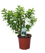 hydrangea paniculata bobo ortensia 1