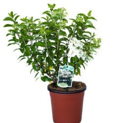 hydrangea paniculata bobo ortensia 1