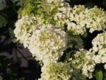 hydrangea paniculata bobo ortensia 2