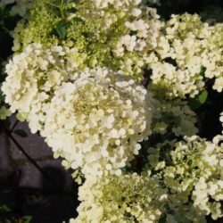 hydrangea paniculata bobo ortensia 2