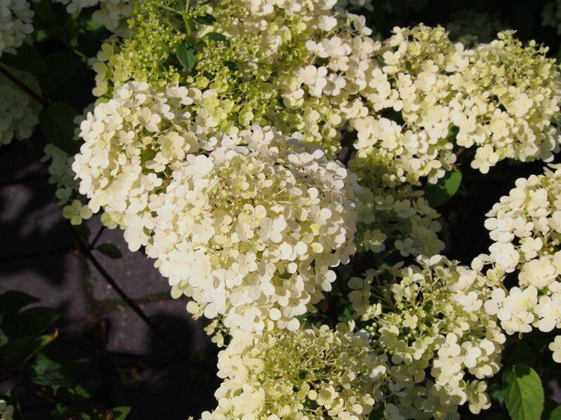 hydrangea paniculata bobo ortensia 2 hydrangea paniculata bobo ortensia 2