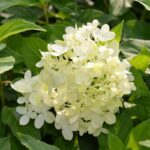 hydrangea paniculata dentelle de gorron ortensia