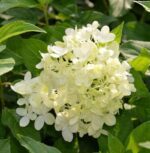 hydrangea paniculata dentelle de gorron ortensia