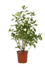 hydrangea paniculata dentelle de gorron ortensia 2