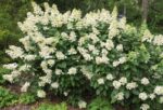 hydrangea paniculata dentelle de gorron ortensia 3